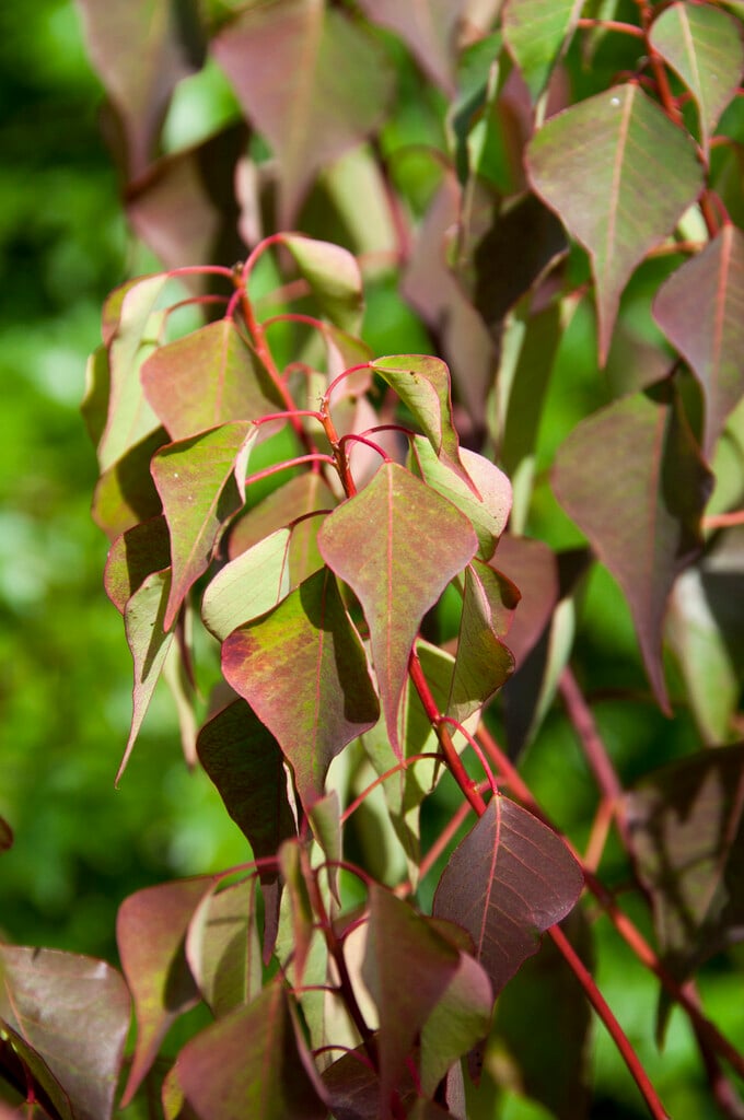 Chinese tallow tree