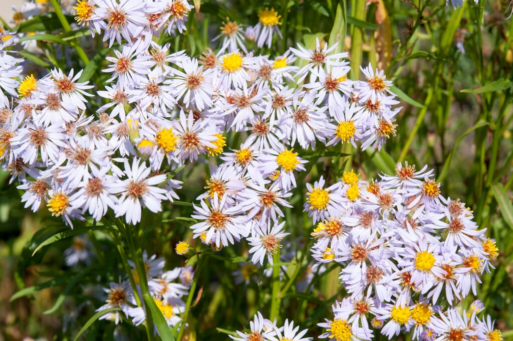 sea aster