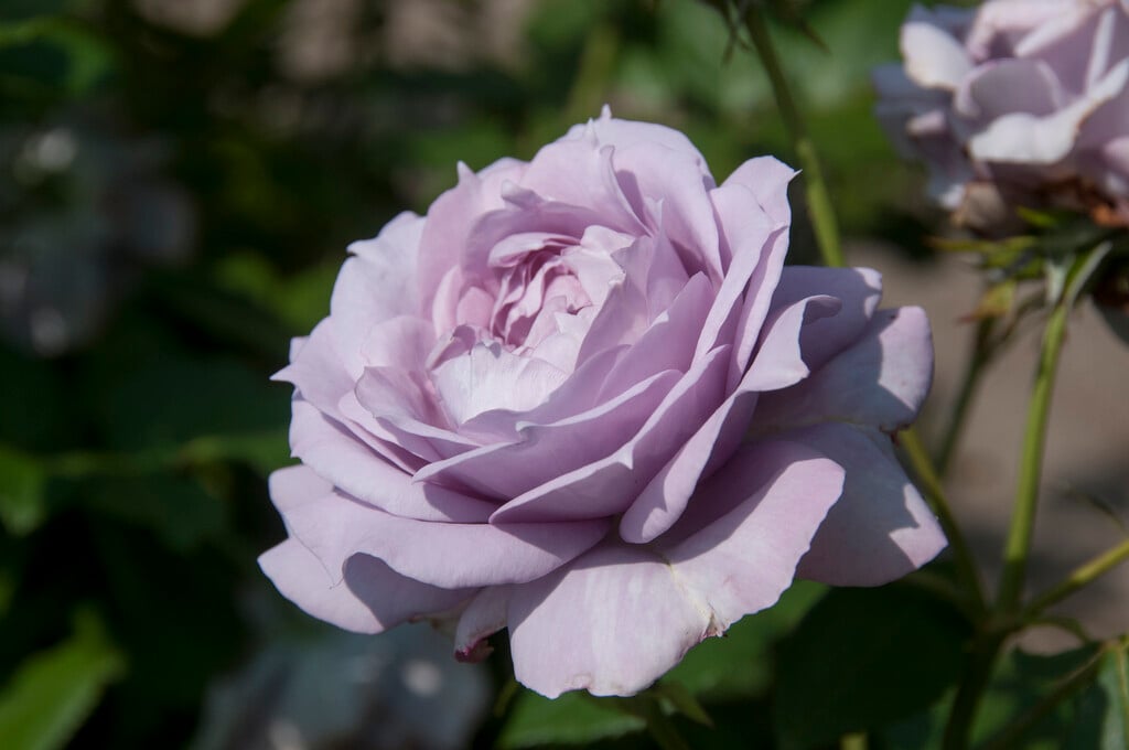 rose [Novalis]