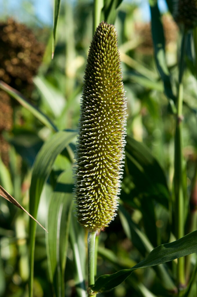 pearl millet
