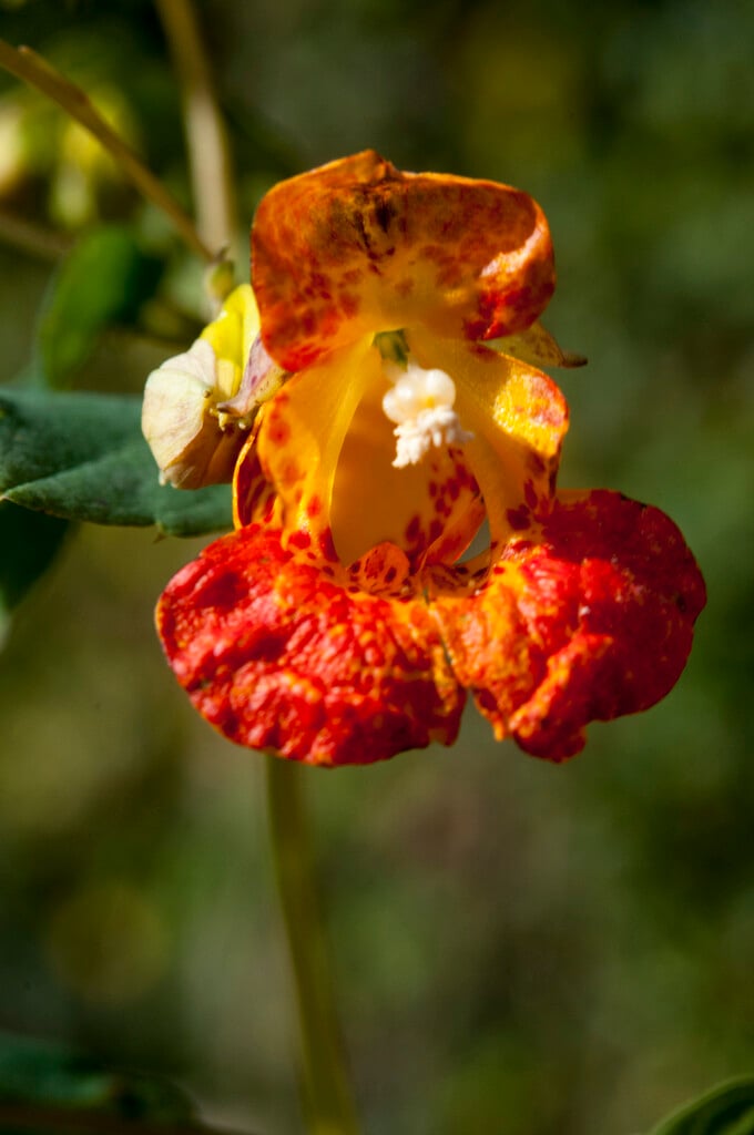 orange balsam