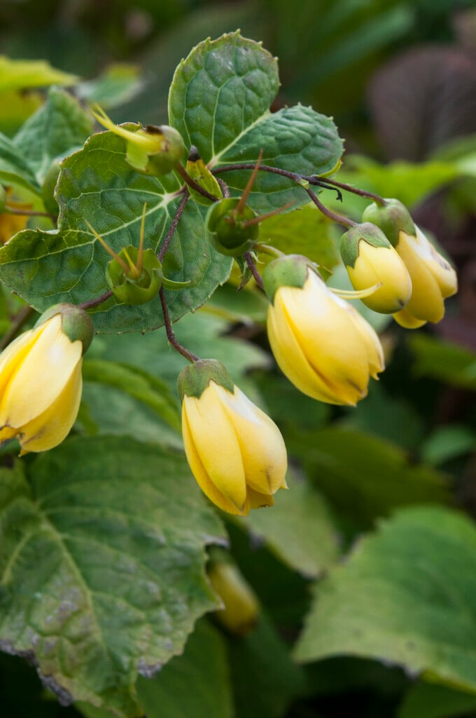yellow wax-bells