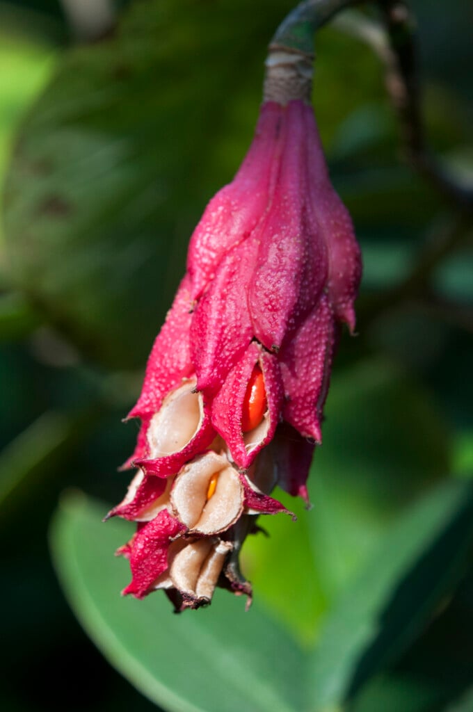 small-flowered magnolia