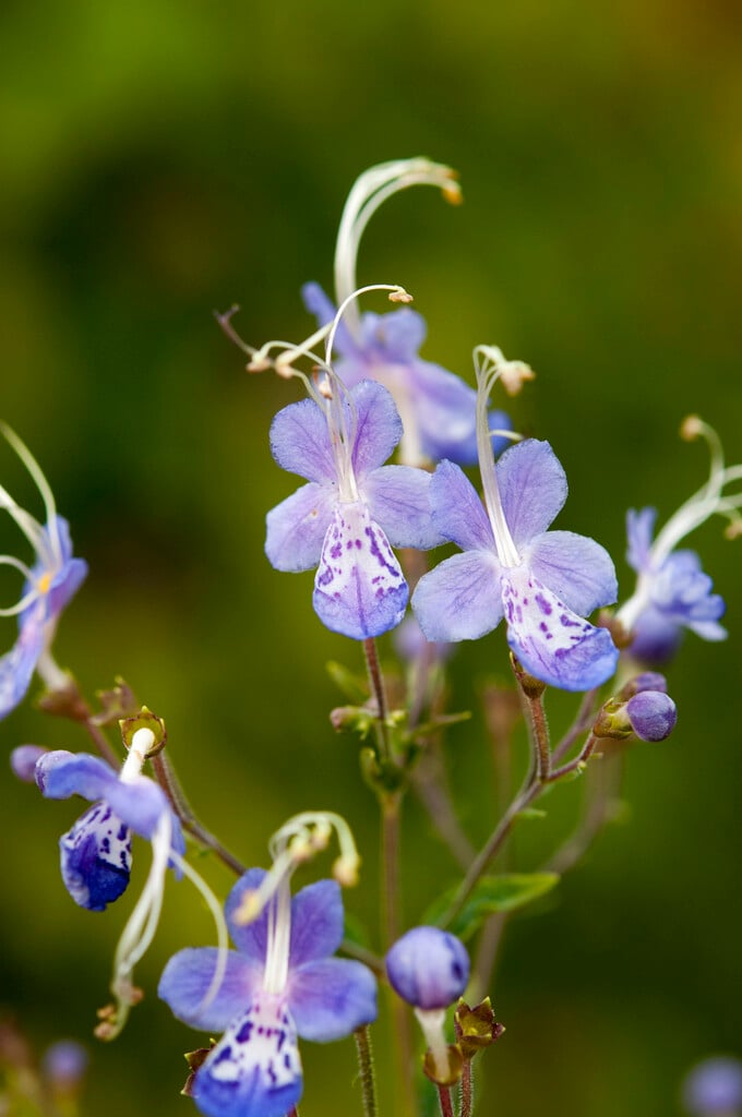<i>Tripora</i> <i>divaricata</i>