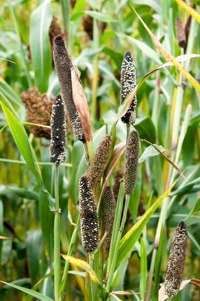 pearl millet