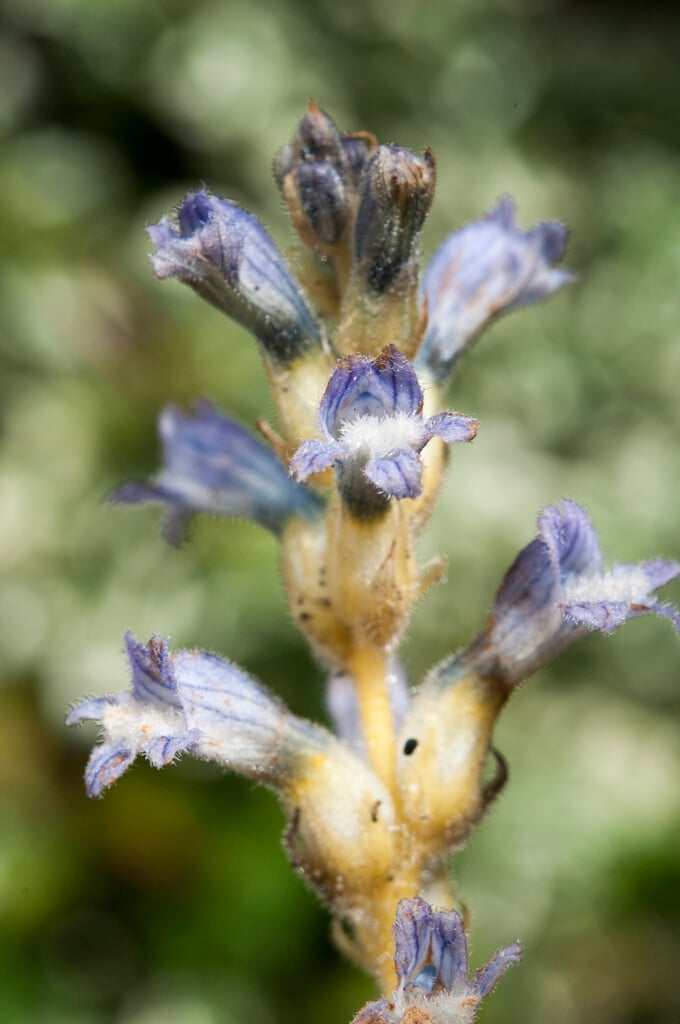 hemp broomrape