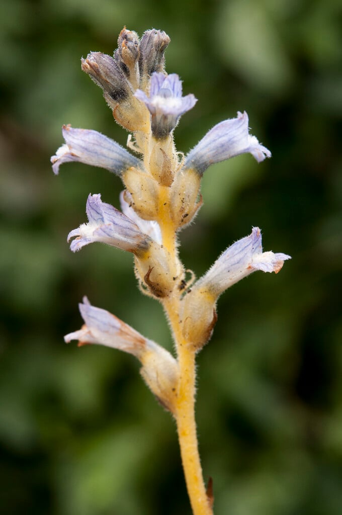 hemp broomrape