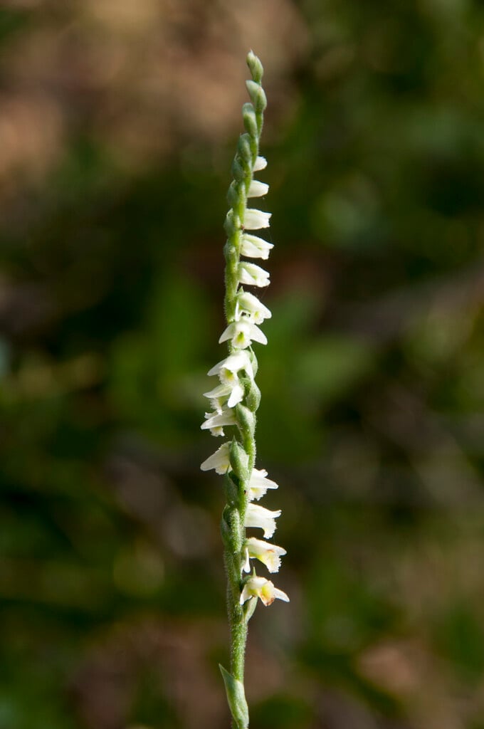 autumn lady's tresses