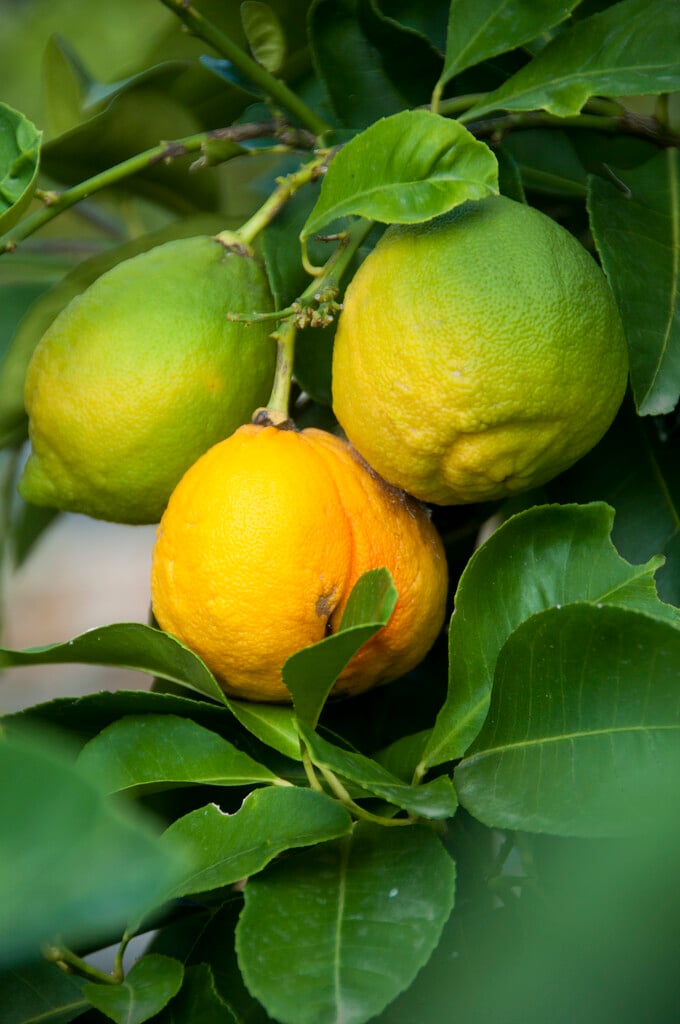 Citrus × limon (F) | lemon Shrubs/RHS Gardening