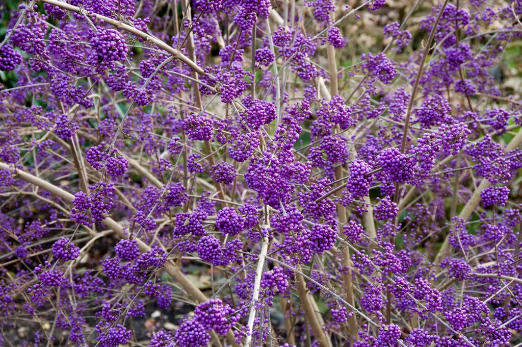 <em>Callicarpa</em> <em>bodinieri</em> var. <em>giraldii</em>