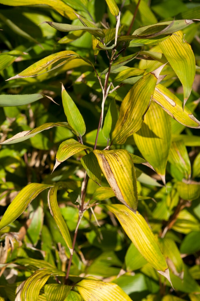Shibataea kumasaca | ruscus-leaved bamboo Bamboos/RHS Gardening