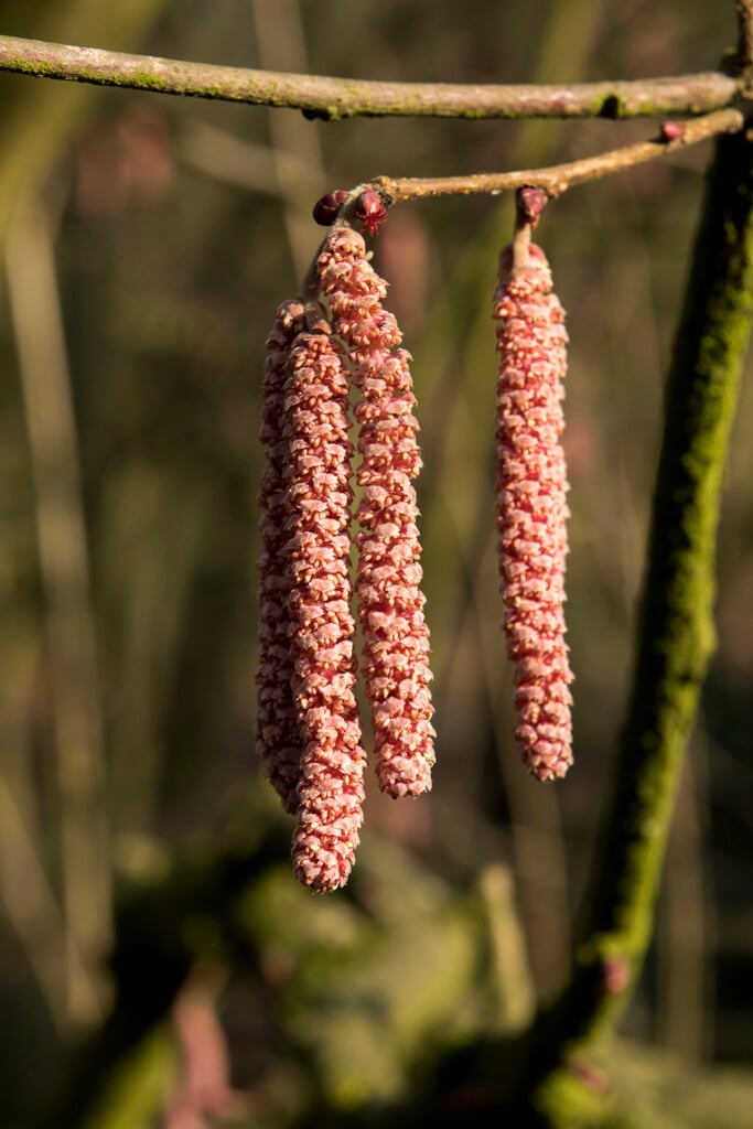 hazel 'Rotblättrige Zellernuss'