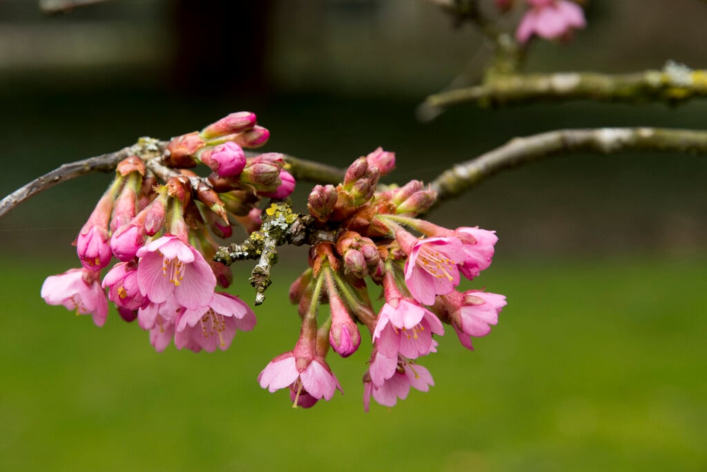 cherry 'Kursar'
