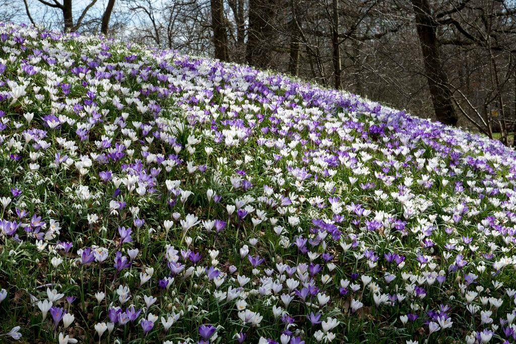 spring crocus