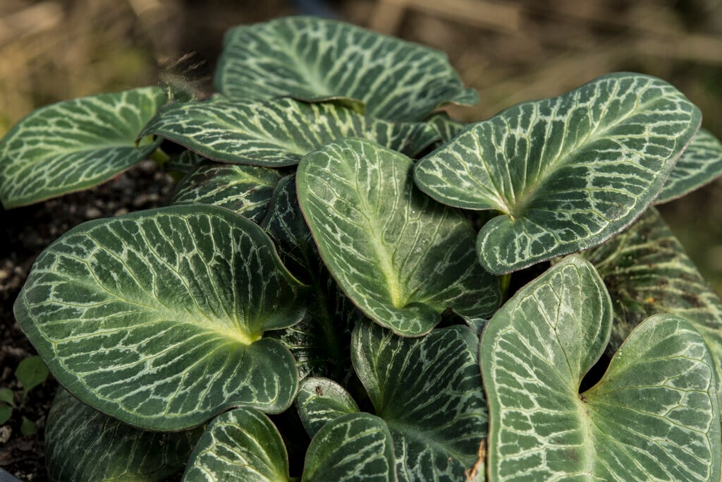 <i>Arum</i> <i>pictum</i> 'Primrose Warburg'
