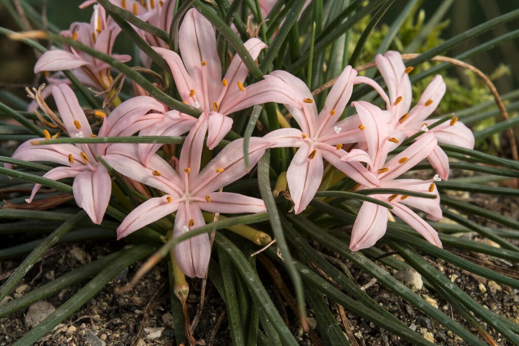 <i>Asphodelus</i> <i>acaulis</i>