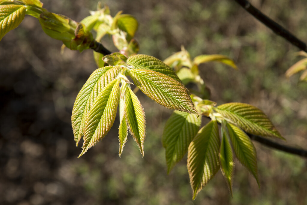 <i>Prunus</i> <i>hypoxantha</i>