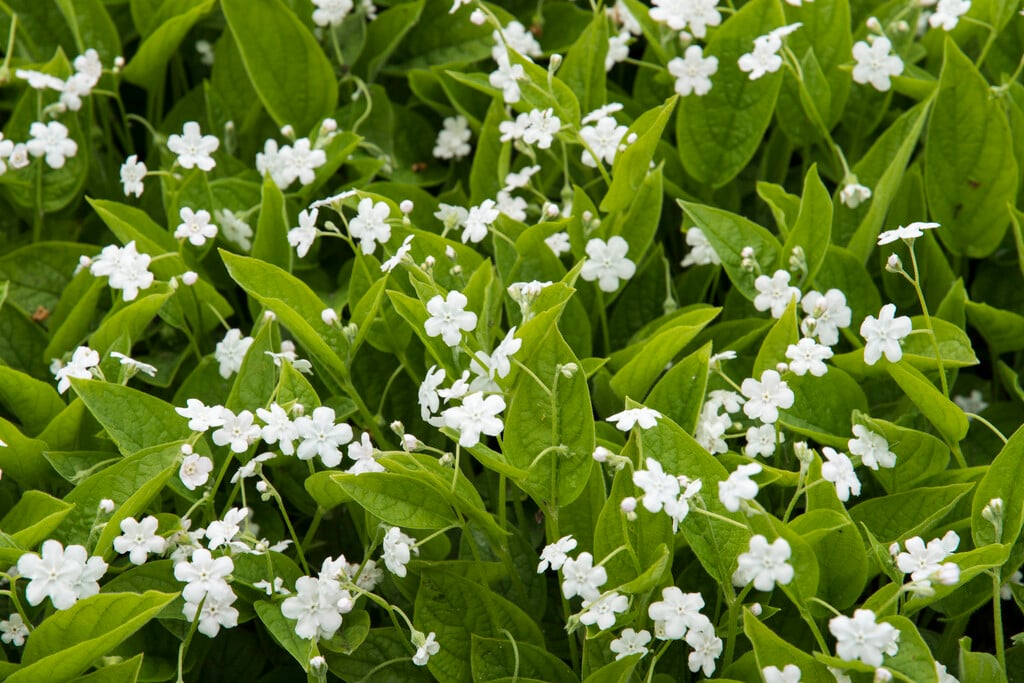 creeping forget-me-not 'Alba'