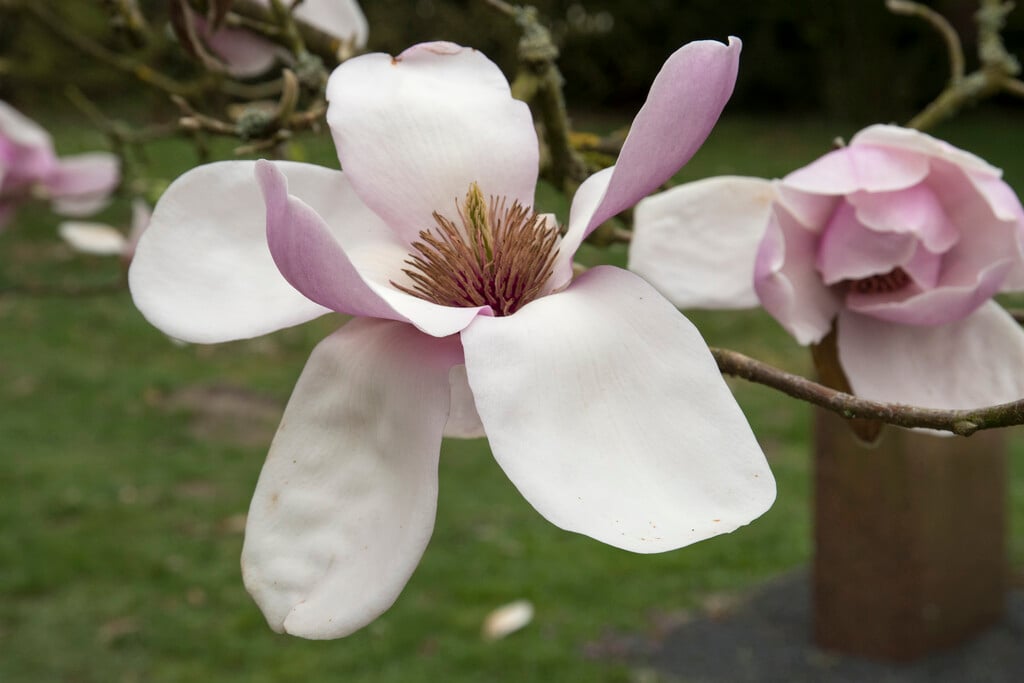 saucer magnolia 'Lombardy Rose'