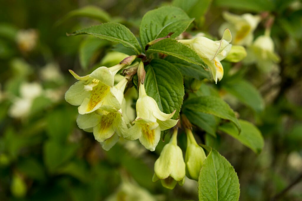 <i>Weigela</i> <i>maximowiczii</i>