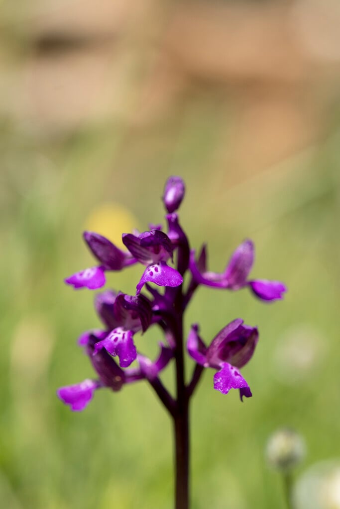 green-winged orchid