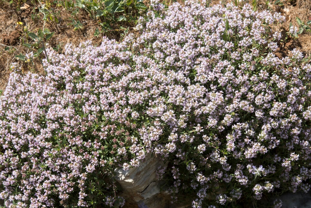 <i>Thymbra</i> <i>capitata</i>