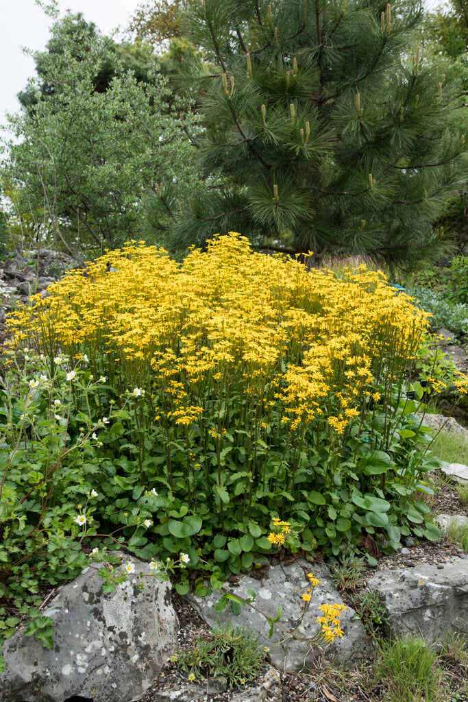 false valerian