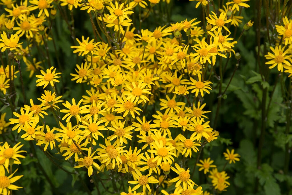 false valerian