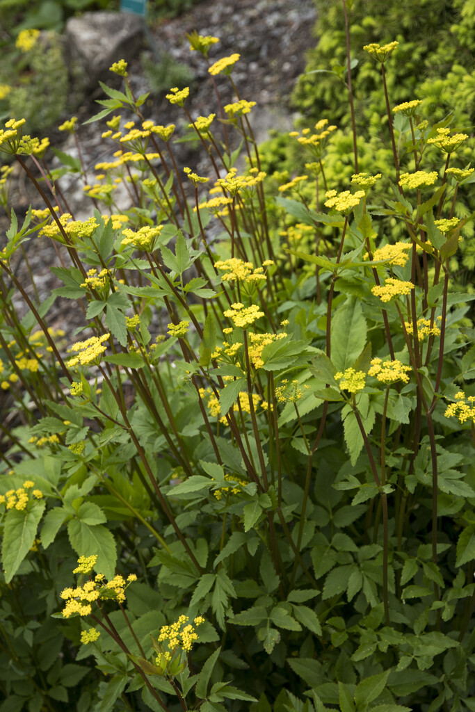 Zizia aurea | golden alexanders Herbaceous Perennial/RHS Gardening