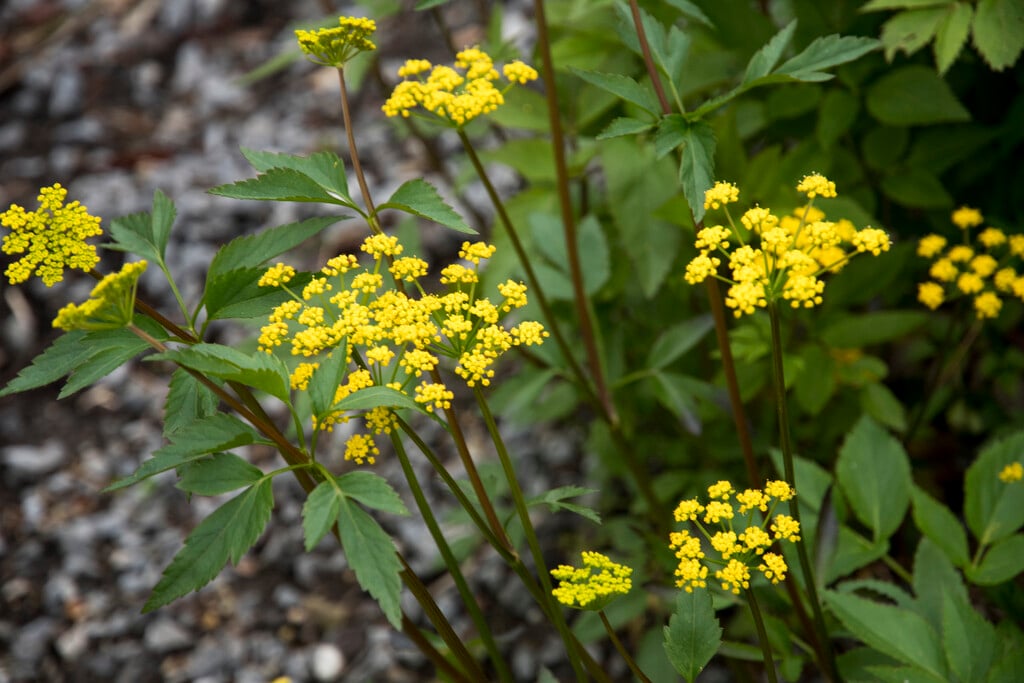 golden alexanders