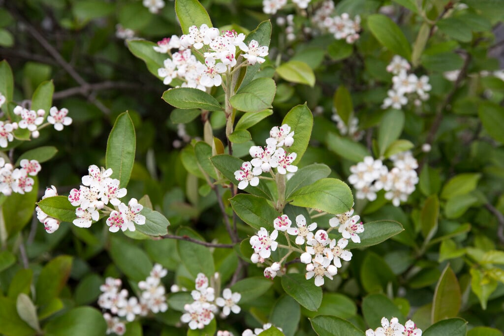 red chokeberry