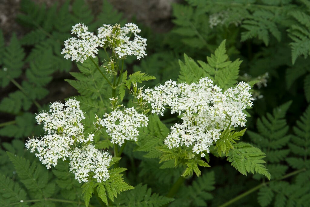 sweet cicely