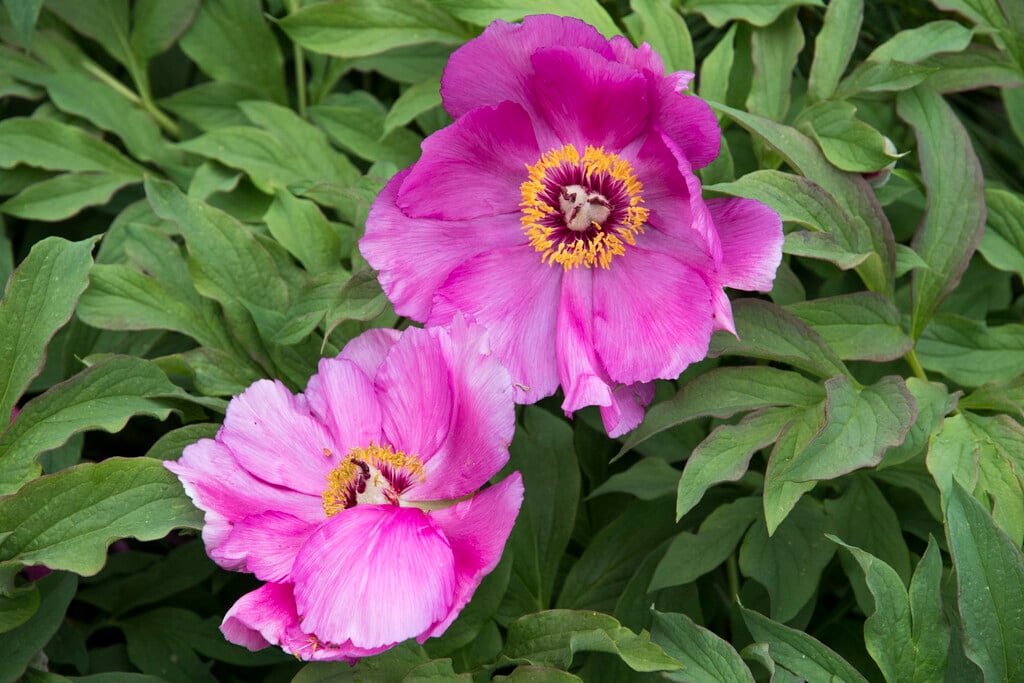 soft-leaved peony