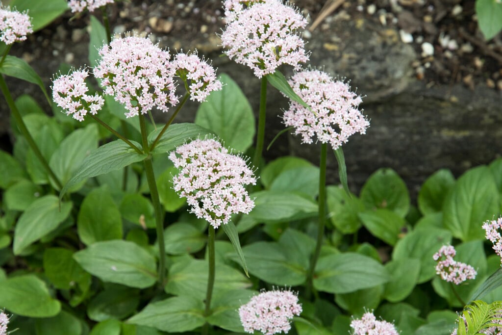 mountain valerian