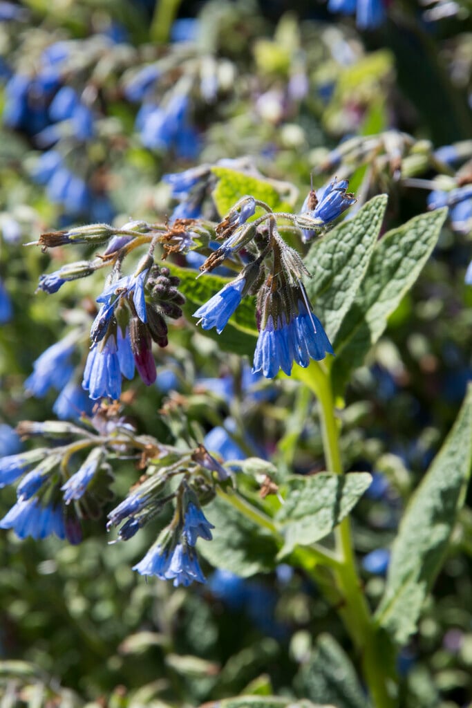 blue comfrey