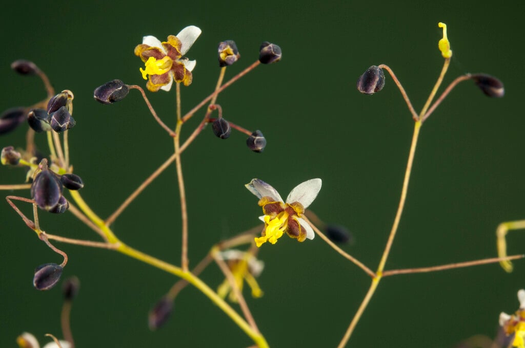 <em>Epimedium</em> <em>myrianthum</em>