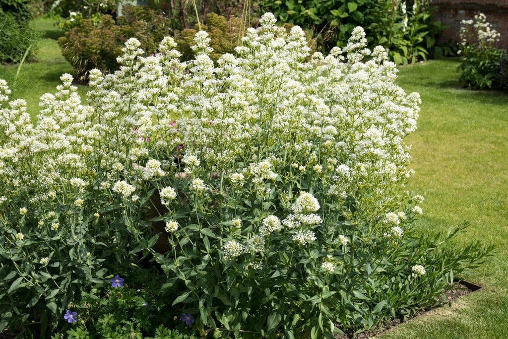 red valerian (white form)