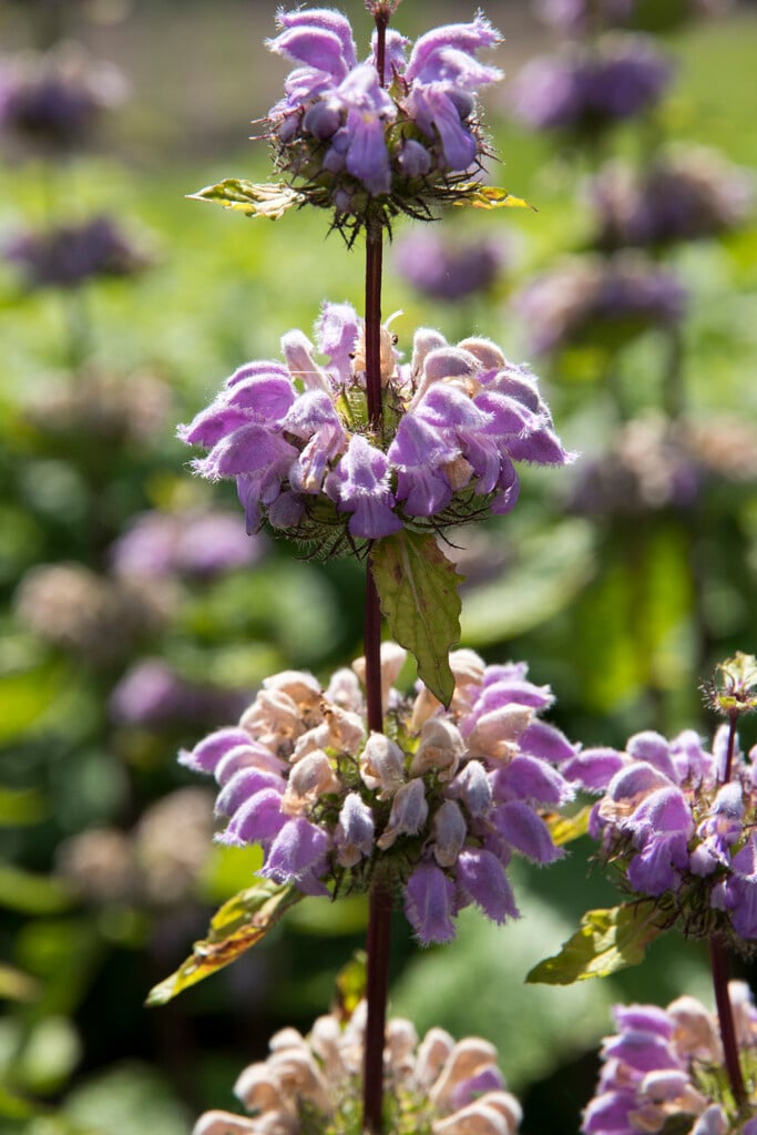 <i>Phlomis</i> <i>herba-venti</i>