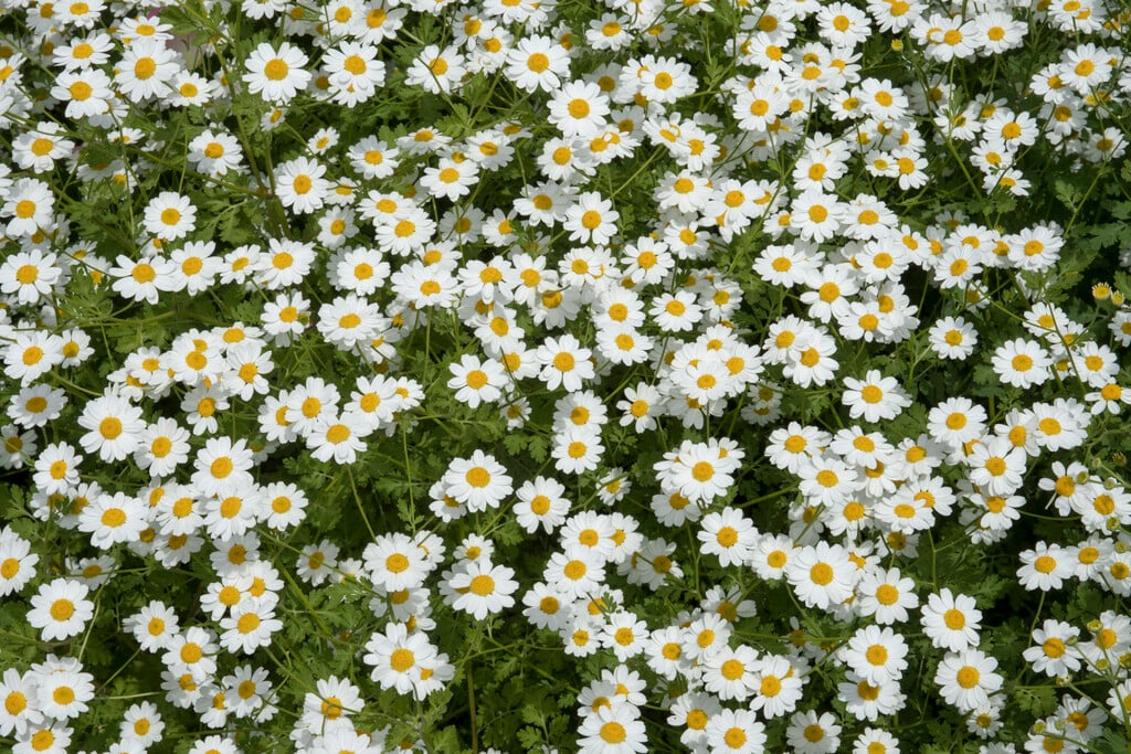 silver tansy