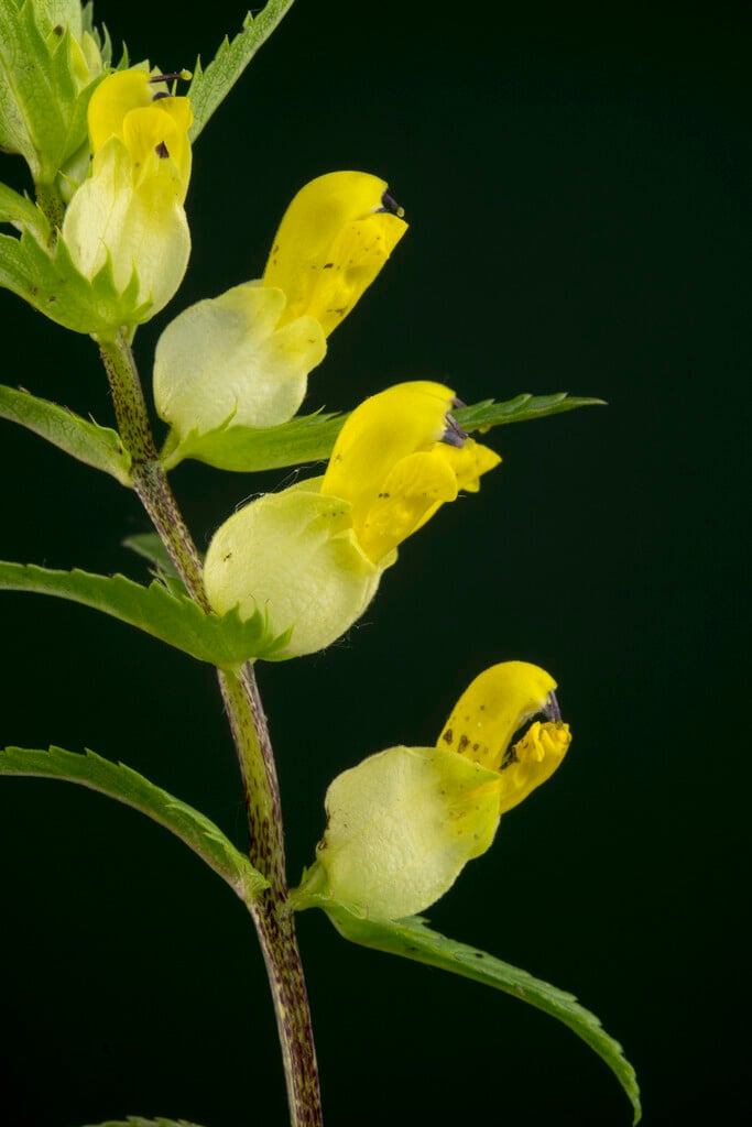 greater yellow rattle