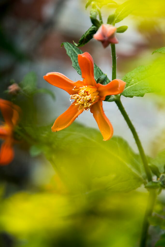 <i>Loasa</i> <i>triphylla</i> var. <i>volcanica</i>