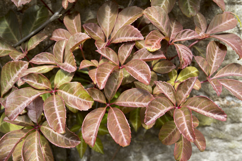 Chinese Virginia creeper