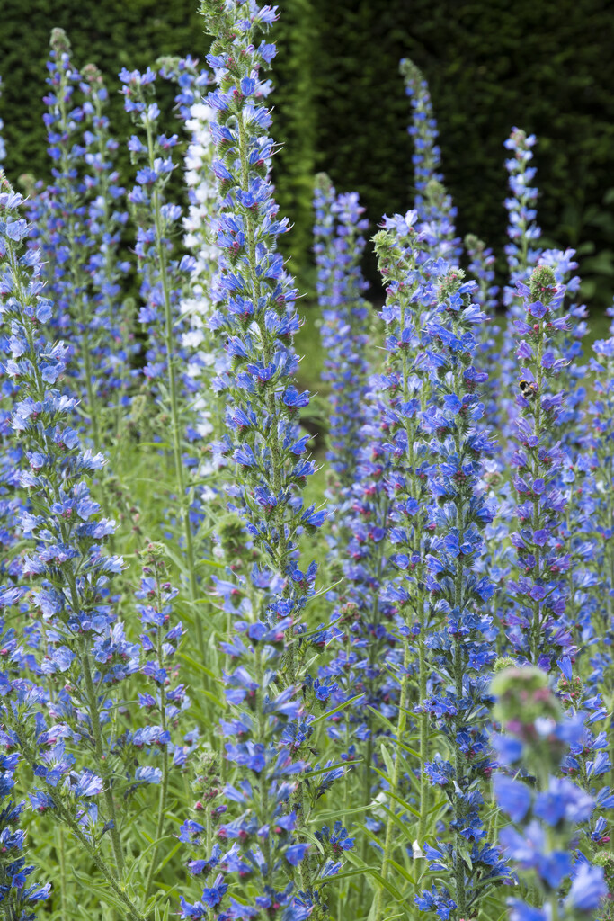 viper's bugloss