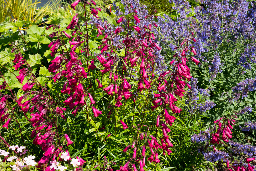 <i>Penstemon</i> 'Patio Wine'