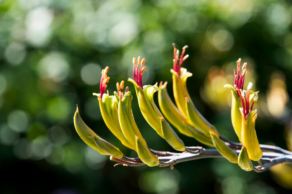 flax lily 'Yellow Wave'