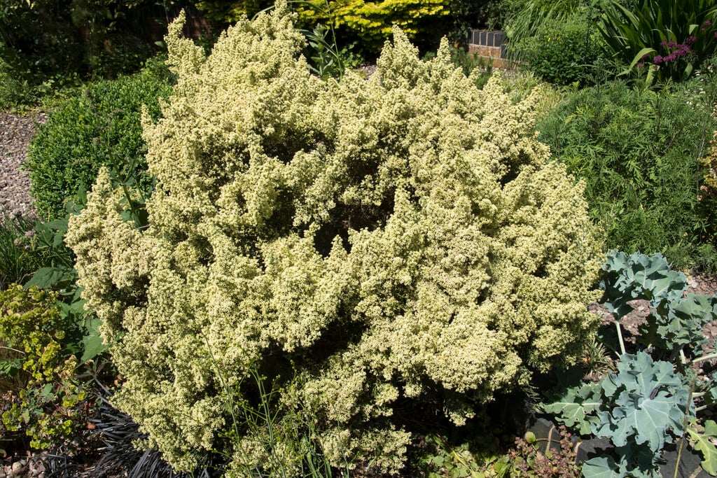 <i>Ozothamnus</i> <i>hookeri</i>