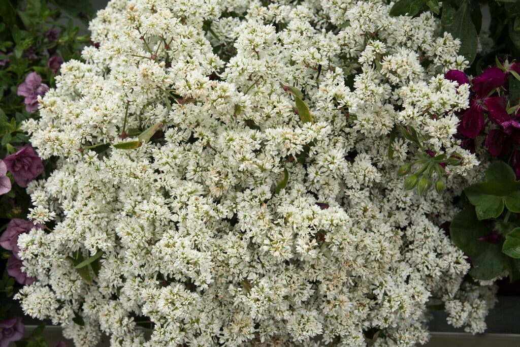<i>Euphorbia</i> [<span style=\"font-variant: small-caps;\">Diamond Star</span>]