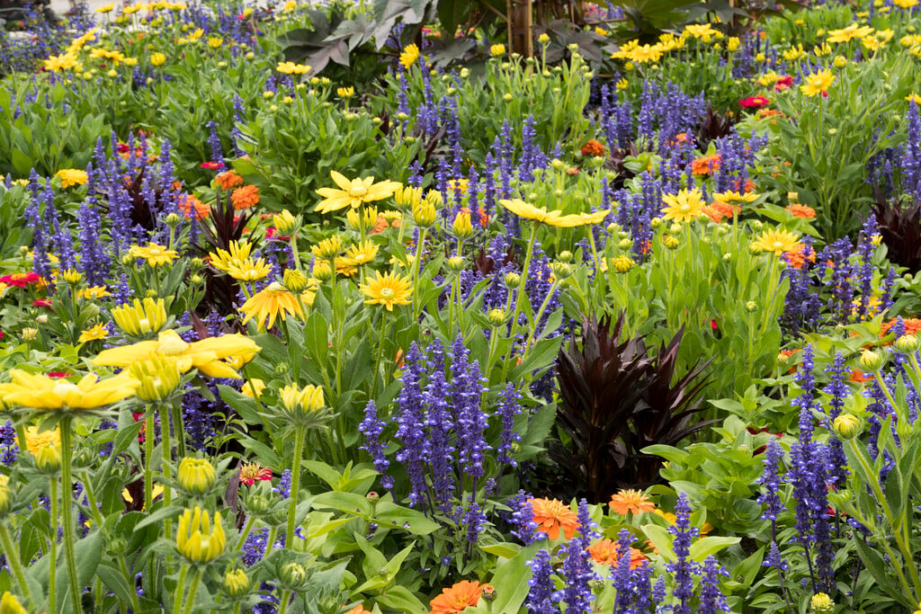 <i>Salvia</i> <i>farinacea</i> 'Rhea'