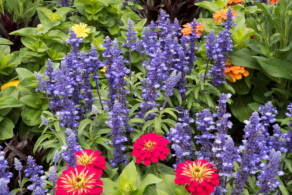 <i>Salvia</i> <i>farinacea</i> 'Rhea'