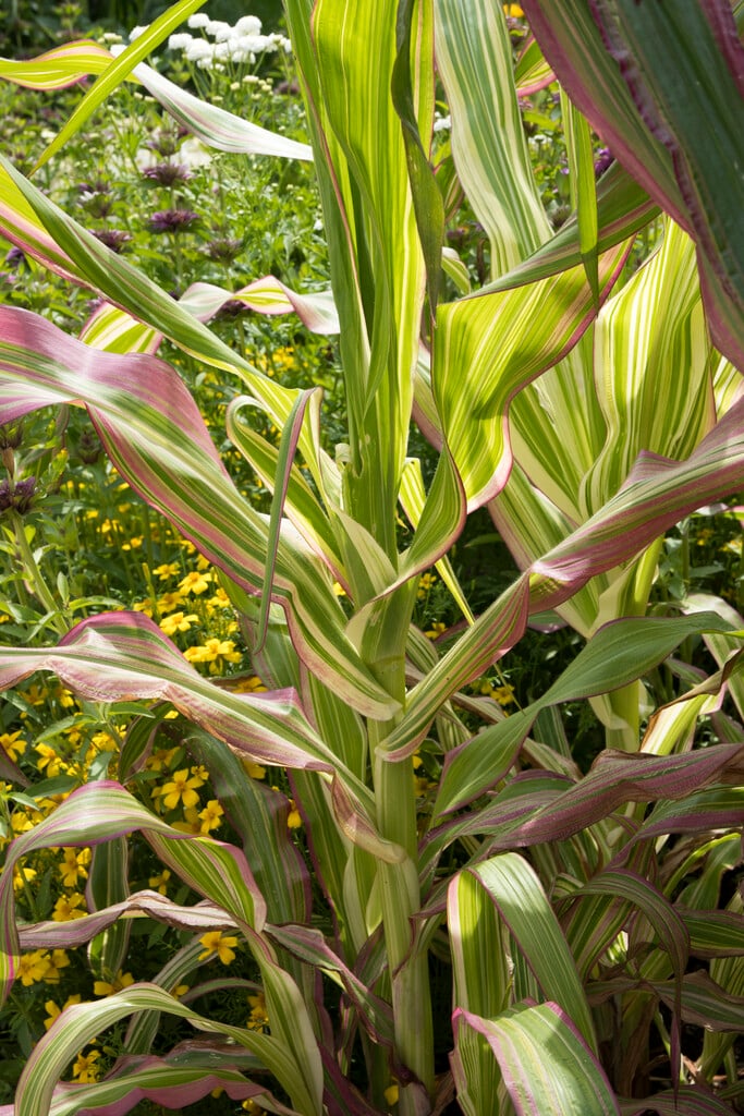 Japanese maize